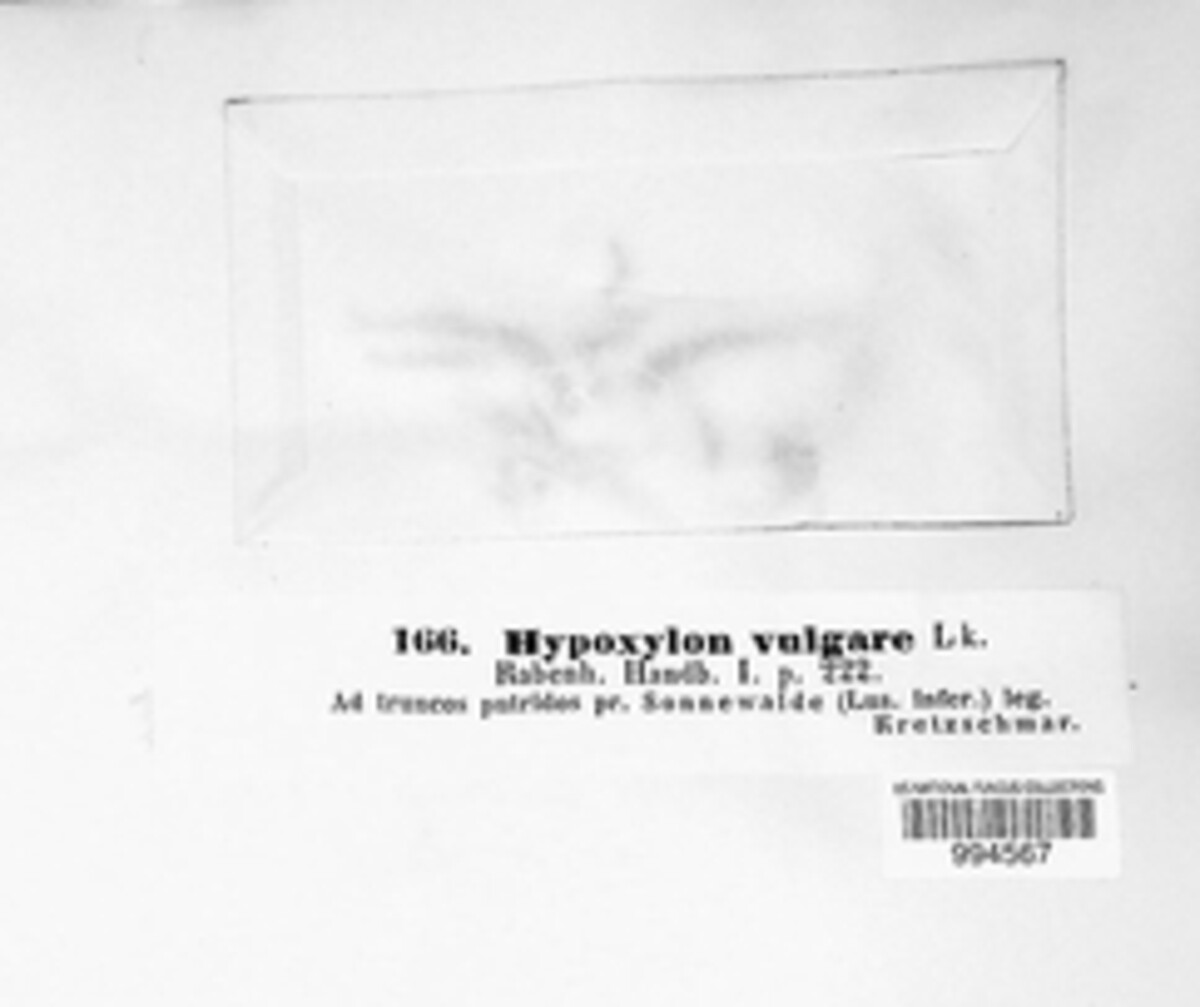 Hypoxylon vulgare image